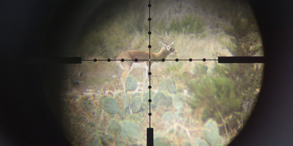 BBLiveScope14.1