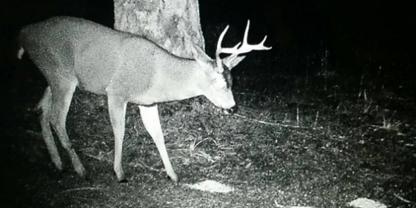 DeerNow 10 Day Report