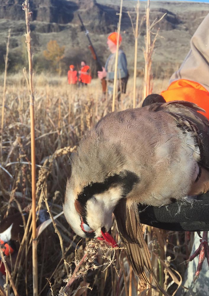 Eastern Oregon Pheasants Scott Haugen