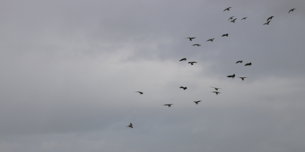 Aleutian Goose Hunt Is A Must!
