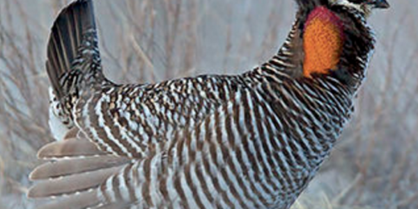 Book Review: Game Birds–A Celebration of North American Upland Birds